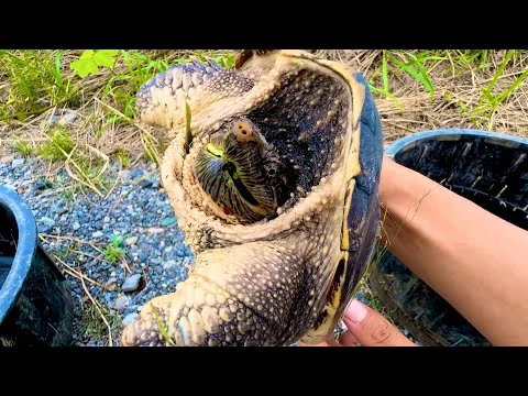 画像 カミツキガメ