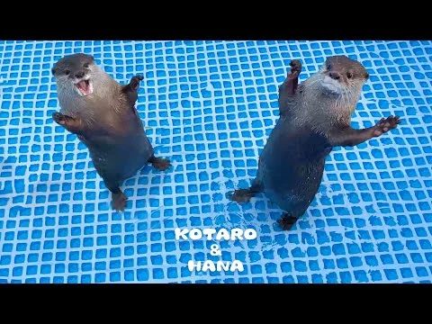画像 新しいプールに大喜びのカワウソとキレまくるカワウソ