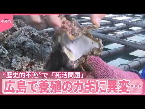 画像 【歴史的不漁】広島で養殖のカキに異変… “歴史的不漁”で「死活問題」都内飲食店にも影響