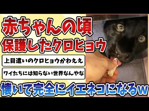 画像 【2ch動物スレ】赤ちゃんのころ保護した可愛い【クロヒョウ】が懐きすぎて完全にイエネコとなった姿がこちらｗｗｗ
