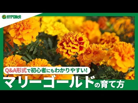 画像 マリーゴールドの育て方｜どんな野菜と一緒に育てたらいい？水やりや肥料など日々の管理や、剪定や切り戻しなどもご紹介【PlantiaQ&A】植物の情報、育て方をQ&A形式でご紹介