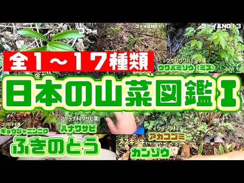 画像 初心者はこれを見ろ！日本の山菜図鑑『動画版』①