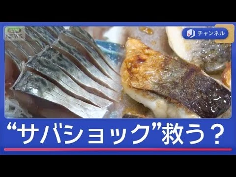 画像 「サバショック」国産も輸入もピンチなぜ？“アノ魚”が食卓の救世主に！？
